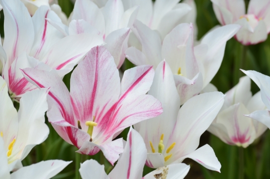虚化背景自然户外白色花朵植物