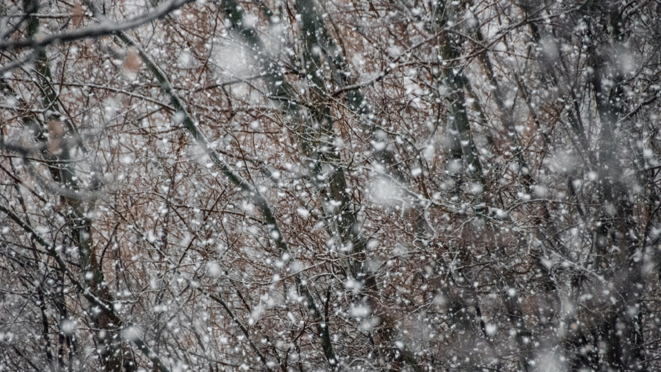 深冬飘落的雪花美景自然风光高清壁纸