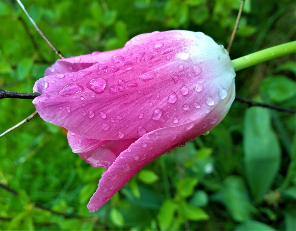 背景虚化清晨沾满露水的粉红花朵