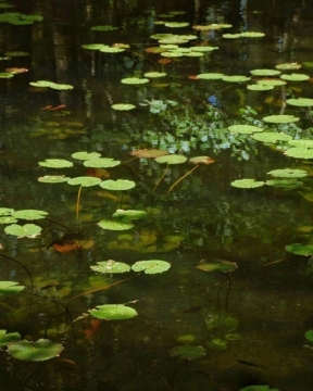 唯美清新自然风光写真图片