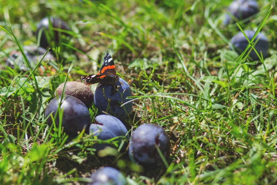 草地中的蓝莓水果和飞蛾昆虫摄影