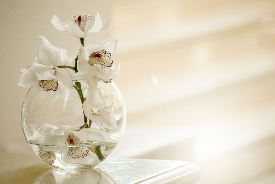 唯美室内透明玻璃花瓶白色花朵自然植物