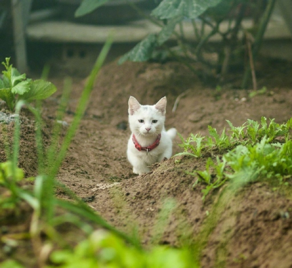 可爱小猫菜园喵星人写真图片