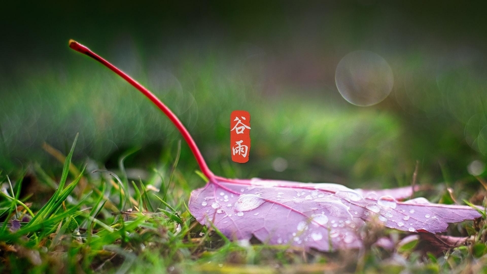 谷雨高清壁纸