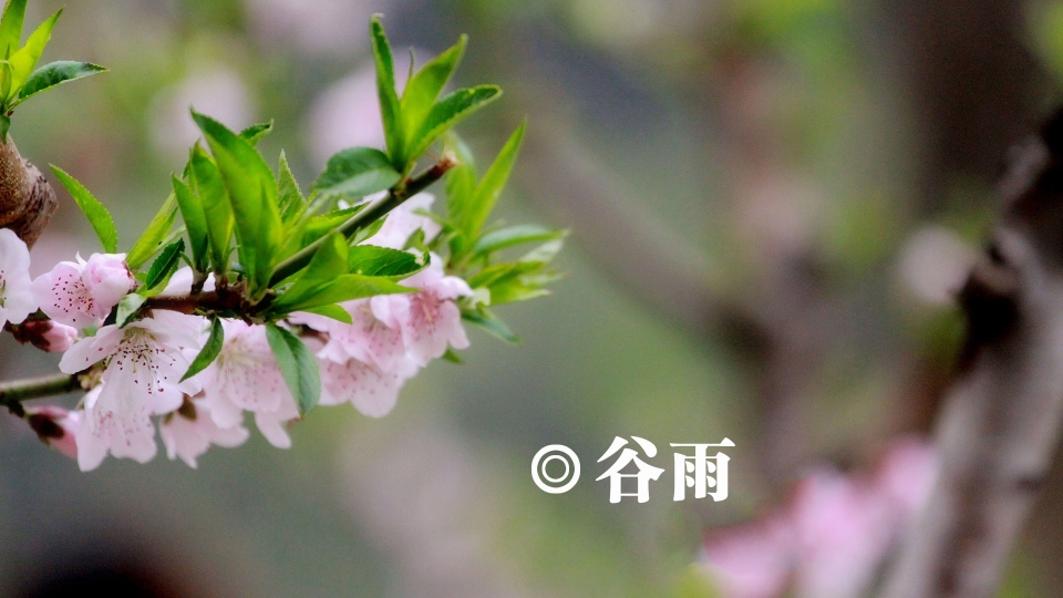 二十四节气之谷雨桌面高清壁纸