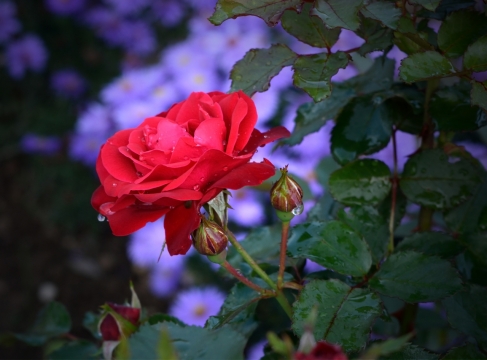 虚化背景夜晚户外红色花朵绿色叶子自然植物