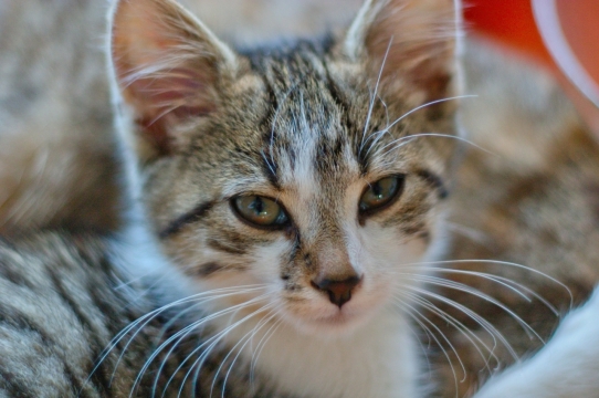 躺在猫窝中的可爱喵星人