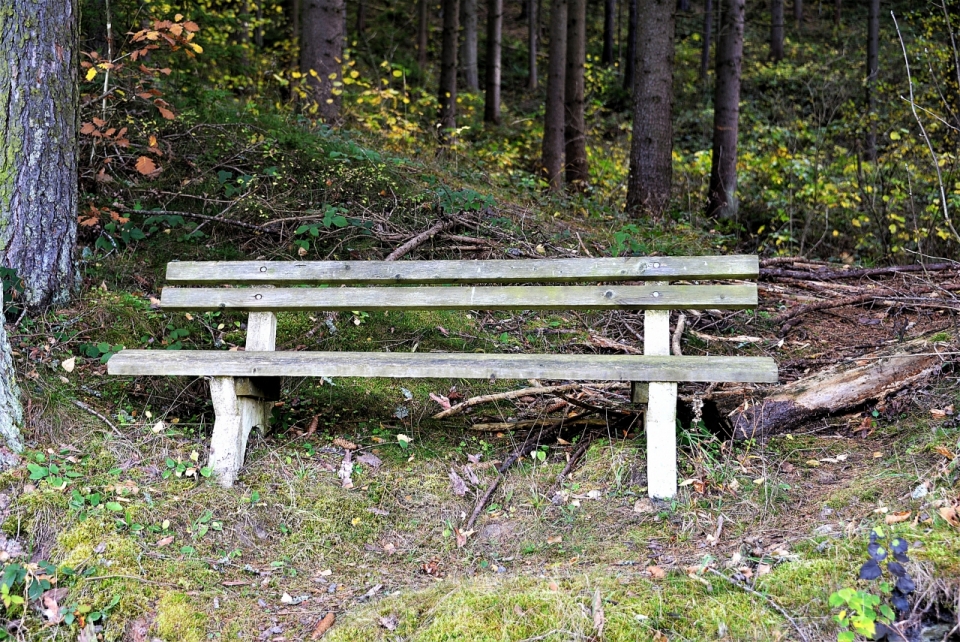 绿色树林前的木头长椅旅游景点摄影