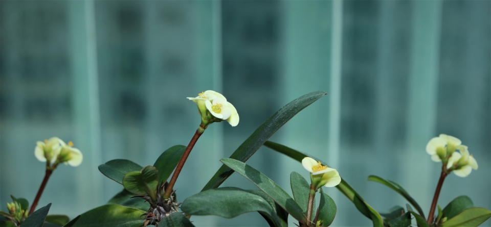 室内白色花朵绿色叶子植物