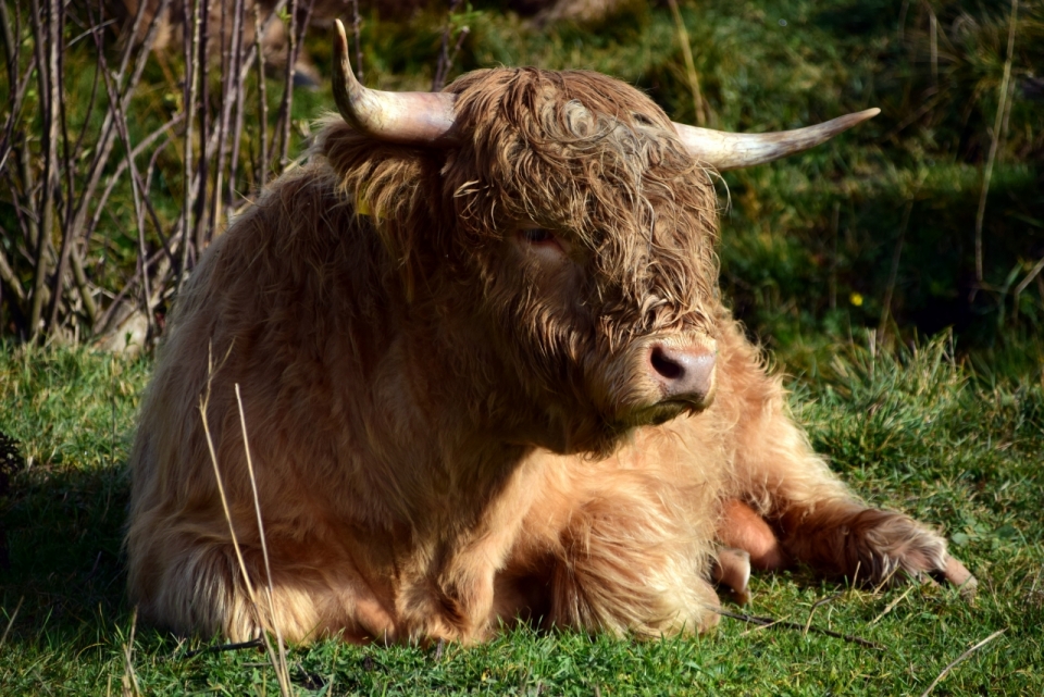 趴在草地上悠闲晒太阳的牦牛