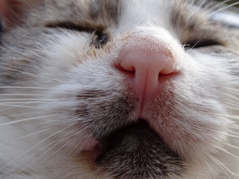 户外阳光下可爱花猫面部近距特写