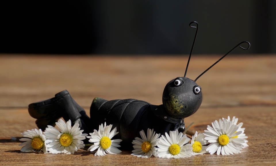创意蚂蚁拟人花朵可爱造型