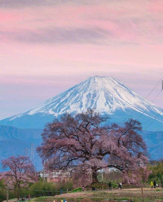 富士山下樱花图片