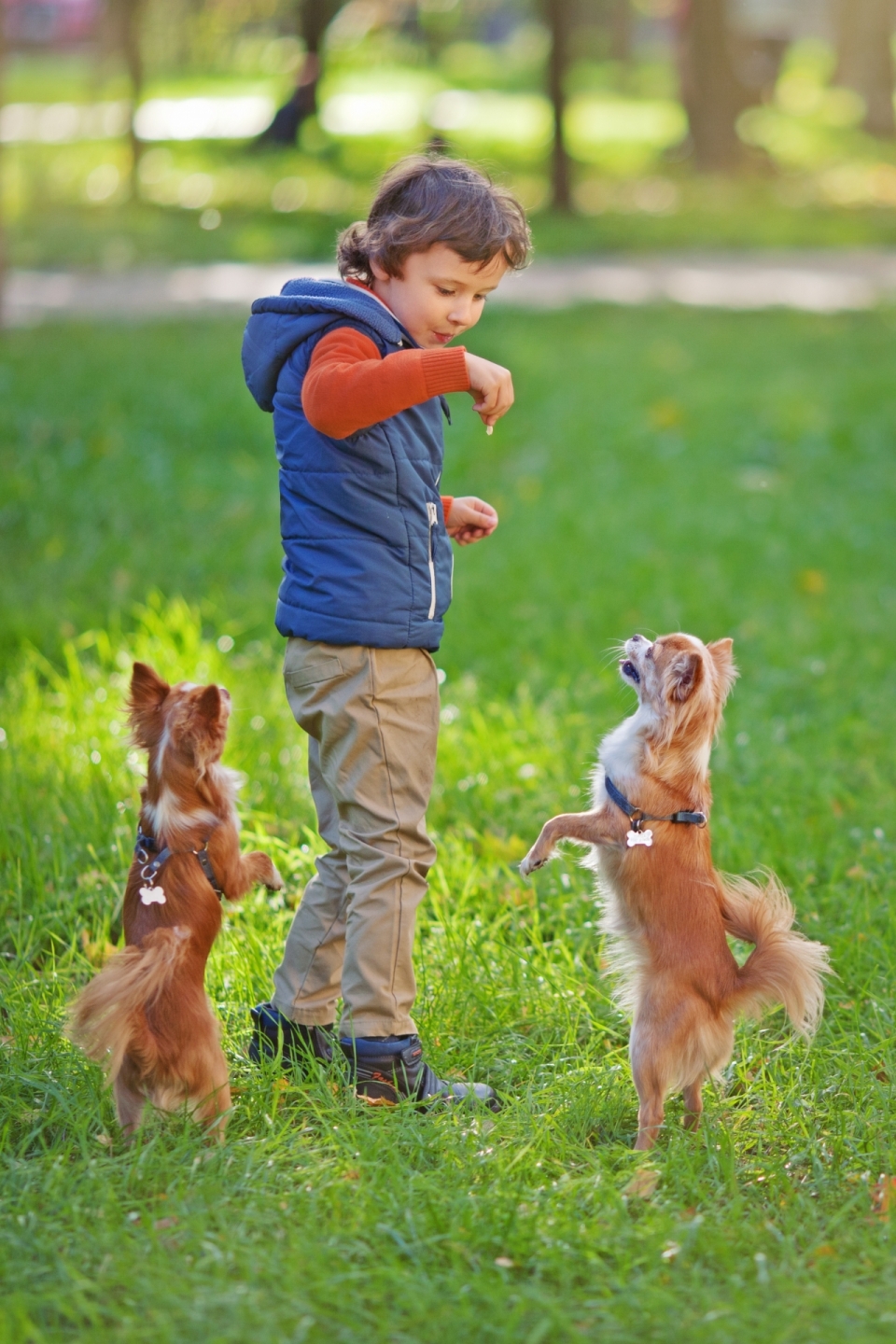 草坪上正在与孩子玩耍的两只俄罗斯玩具犬