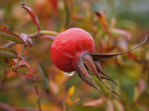 灌木丛上的红色果实野蔷薇特写