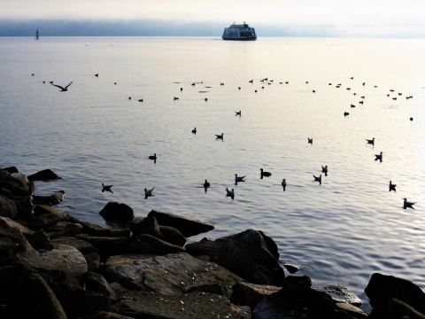 海面上的水鸟与远方的游轮