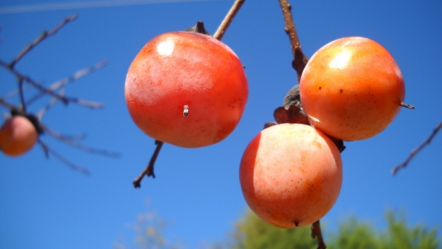 树枝上的柿子自然风光优美风景高清桌面壁纸