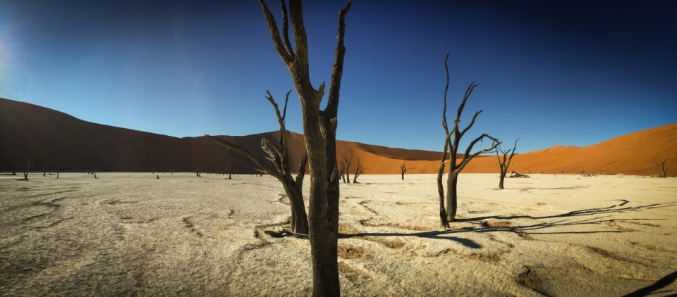 金色沙漠中白色沙地上干枯树枝植物摄影
