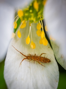 花蕊花朵小虫子昆虫清新文艺