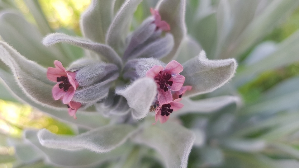 阳光户外自然粉色花朵绿色叶子植物