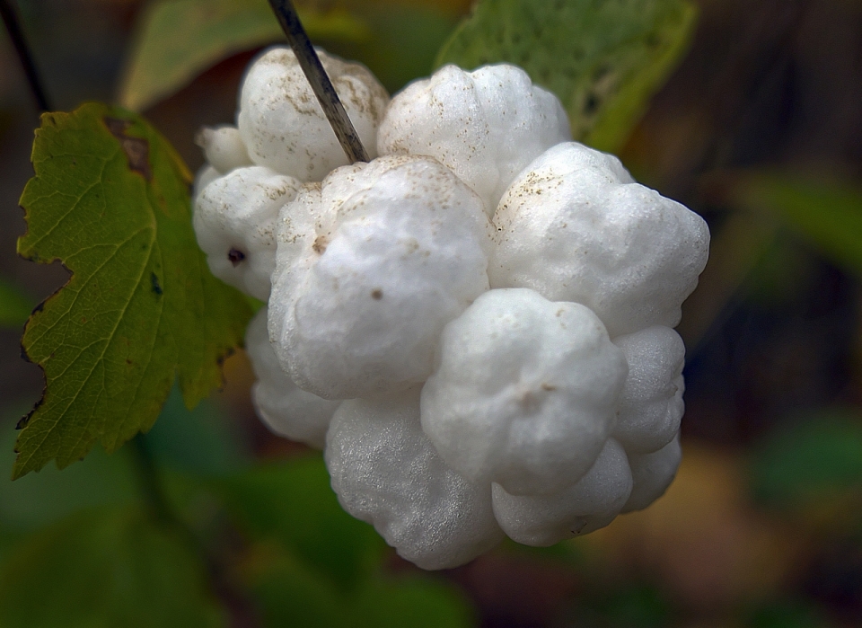 白色果实绿色叶子雪果植物