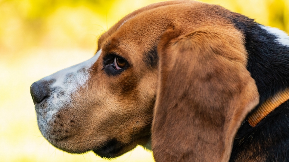 米格鲁猎兔犬高清桌面壁纸