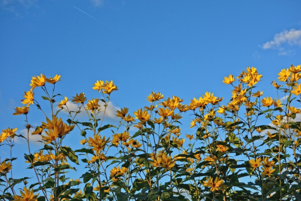 蓝天阳光下的糙叶向日葵植物摄影