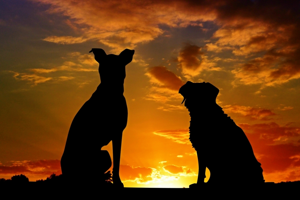 夕阳下两只可爱狗狗的逆光摄影