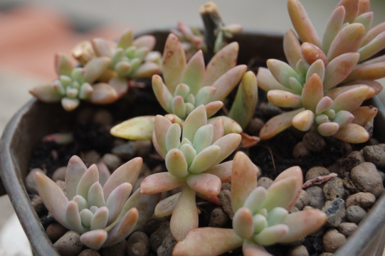 清新多肉植物盆栽高清特写
