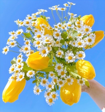 唯美鲜花写真图片