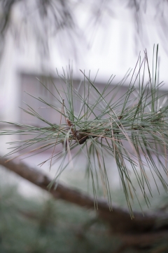 园林松叶静态高清图