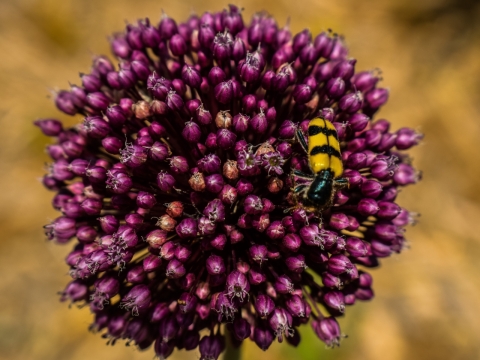 户外自然紫色花朵植物黄色昆虫
