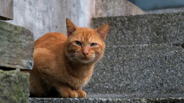 蹲坐路边栏杆肥胖橘猫搞笑特写