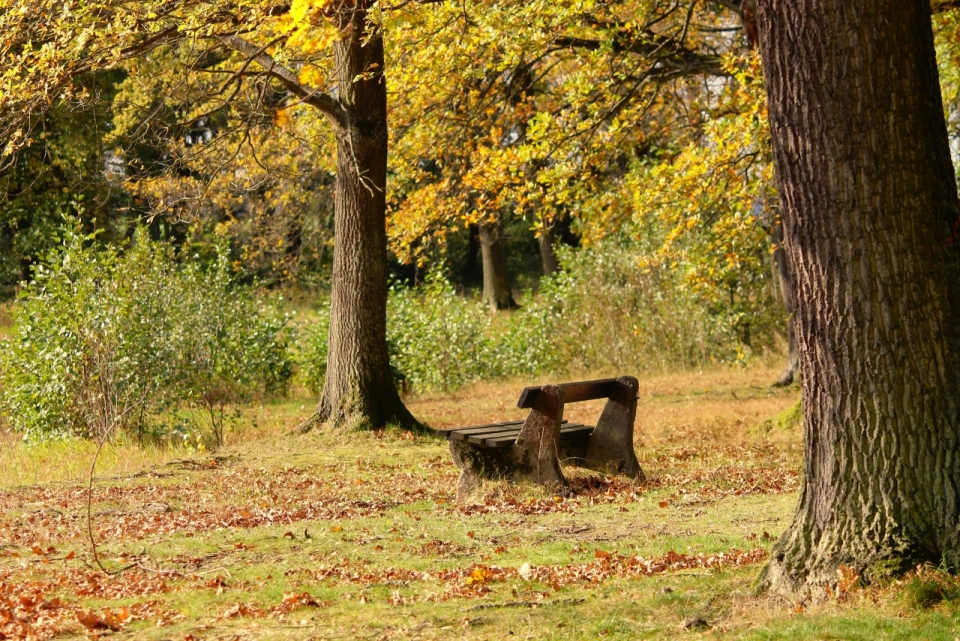 秋天公园银杏叶草地和木头凳子秋景