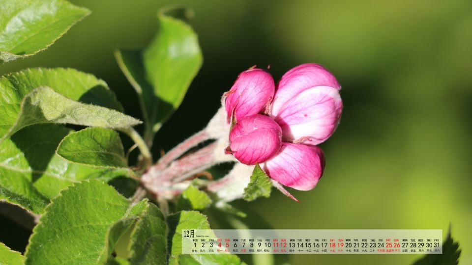 2021年12月苹果花自然风光优美风景高清日历壁纸