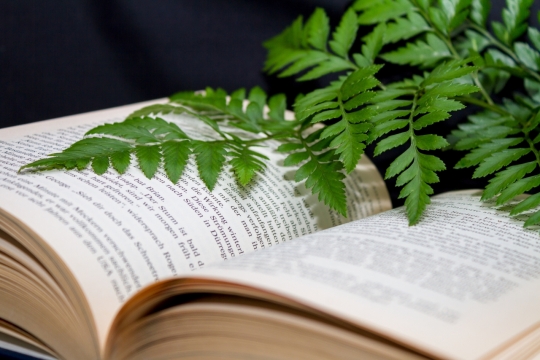 黑色背景打开书本上绿色清新叶子