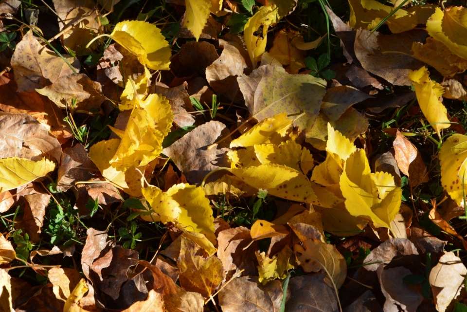 秋天日出时草地上的枯黄落叶俯拍
