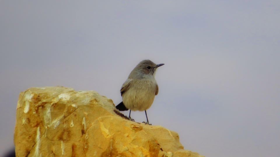 站在金黄色石头上的黑尾岩鸟摄影