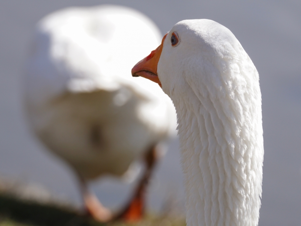虚化背景红色喙白色鹅鸟类动物头部