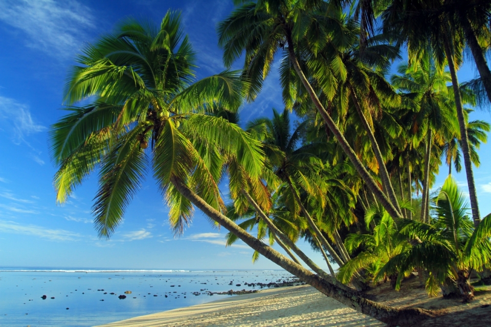 海边沙滩上茂密芭蕉树植物风光
