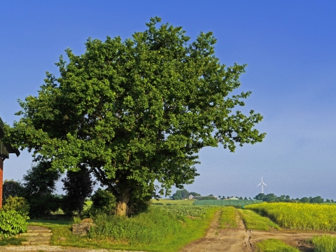 晴朗天气肥沃草地原野户外绿植风光
