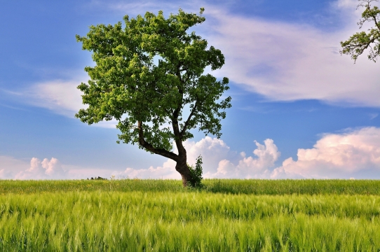 天空下空旷自然户外巨大绿色树木
