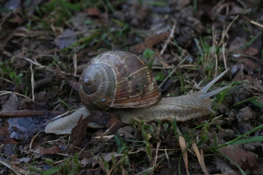 动物蜗牛草地高清微距