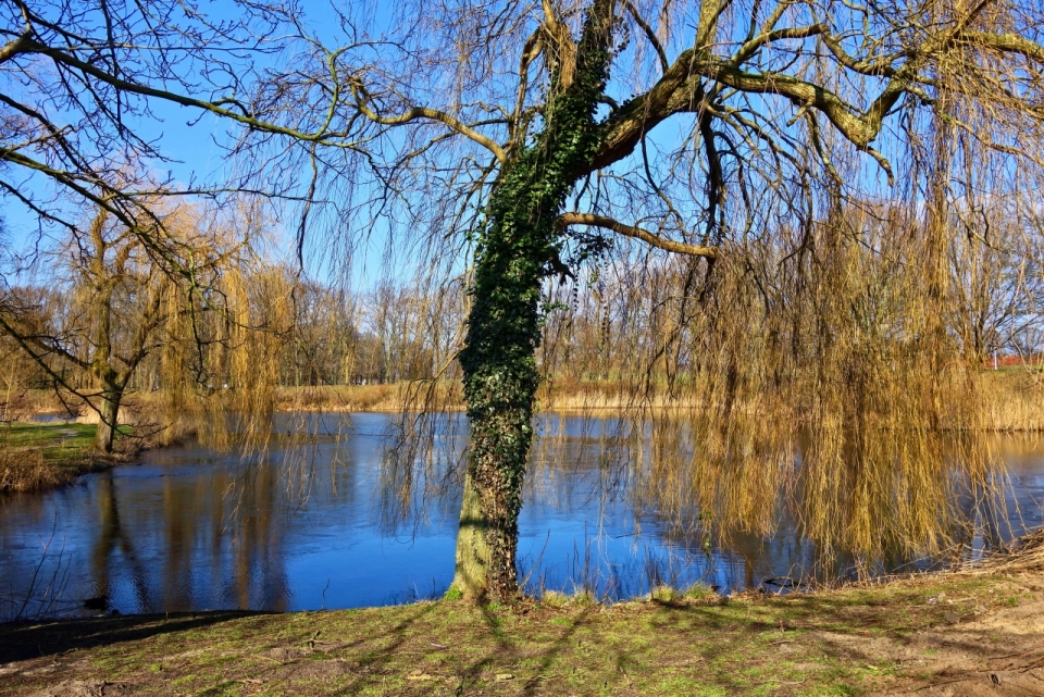 秋天河岸边枯萎的柳树