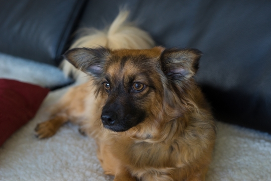 室内毯子上棕色眼睛可爱宠物狗