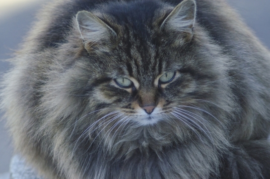 虚化背景户外长毛兔狲野生猫科动物