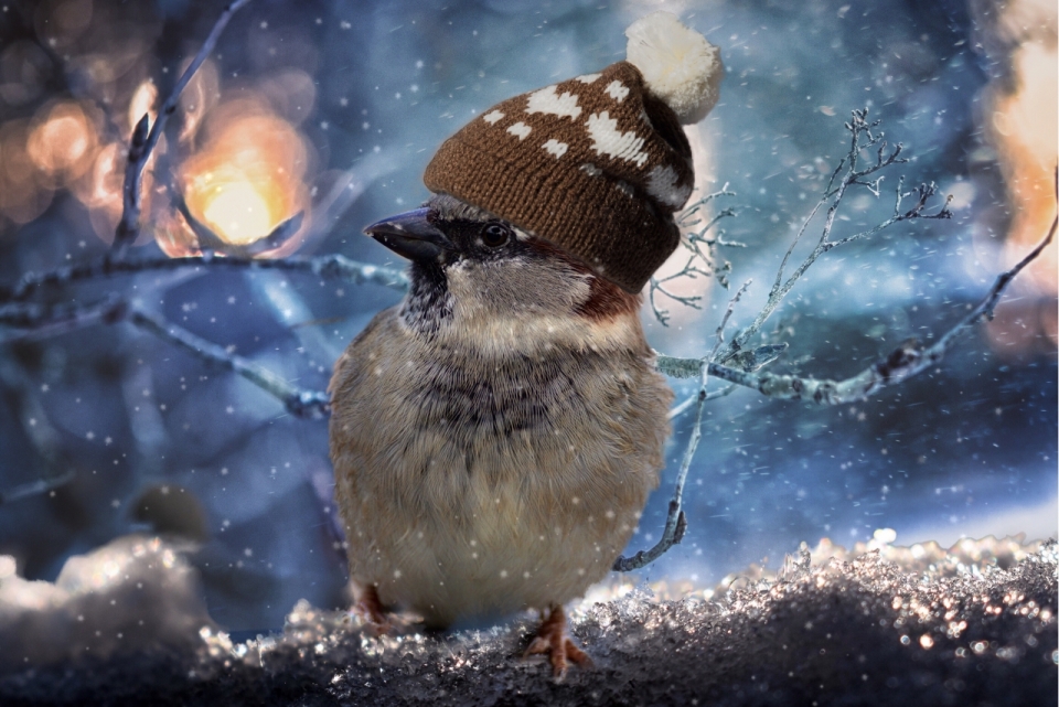 天气寒冷在下雪树枝上带帽子的鸟