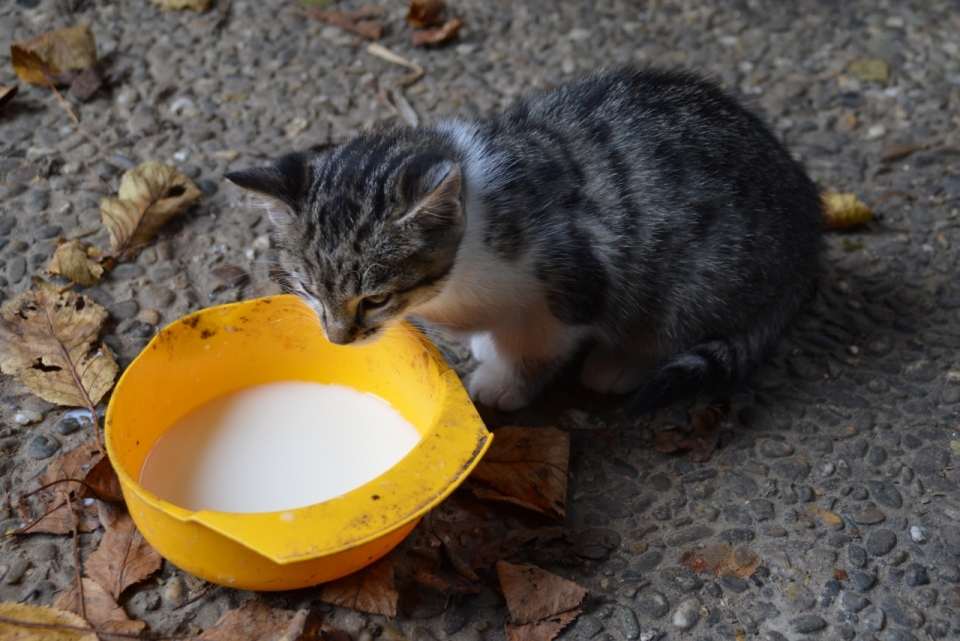 落叶下喝奶的小猫