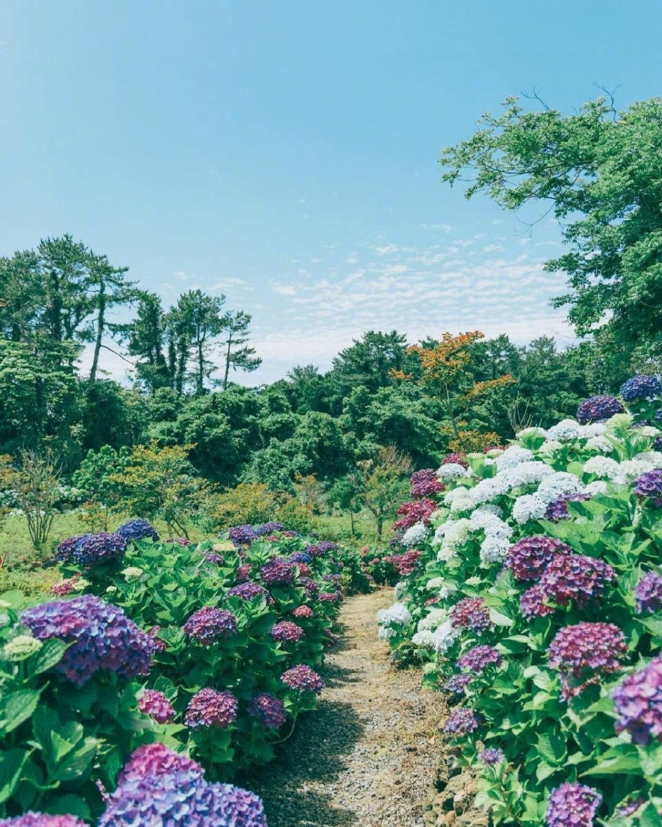 漫步夏日紫阳花花园写真图片