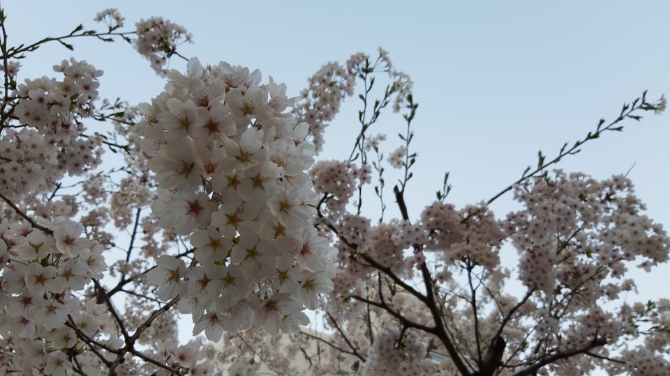 白色樱花高清桌面壁纸